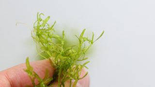 Thumbnail of post image 127